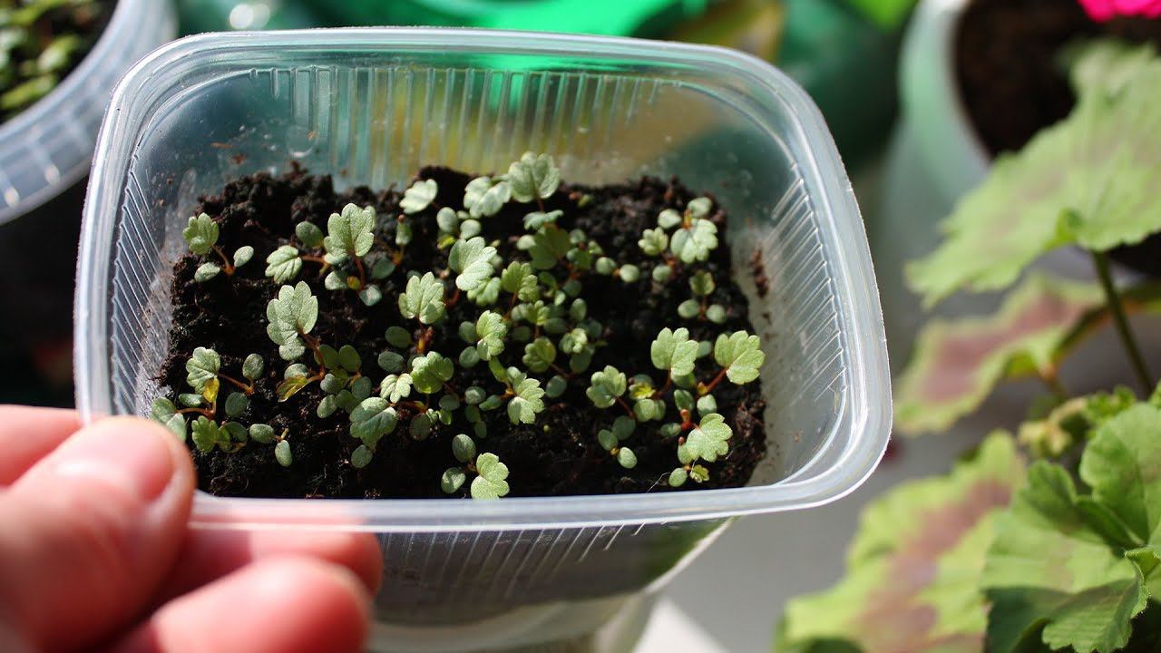 Как вырастить крупноплодную клубнику из семян. Садовая Земляника смотреть онлайн