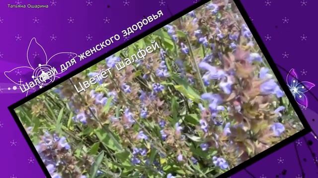 Шалфей. Свойства шалфея  для женщин
