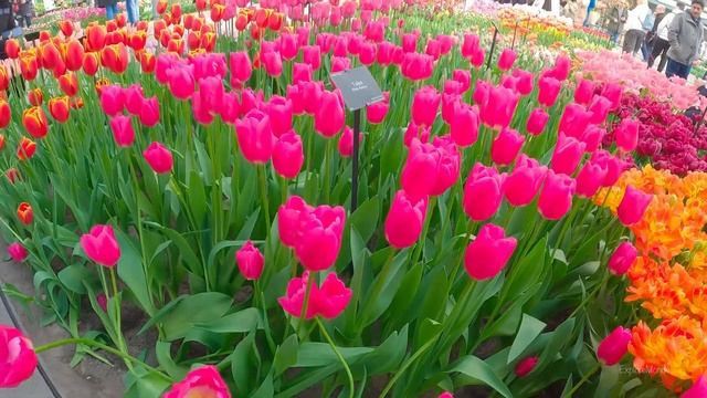 Tulip Garden in Netherlands - Keukenhof Gardens Spring Visit & Keukenhof Boat Tour смотреть онлайн