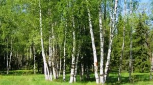 СОК БЕРЁЗОВЫЙ С ГОРЕЧЬЮ    Галина Погорельская