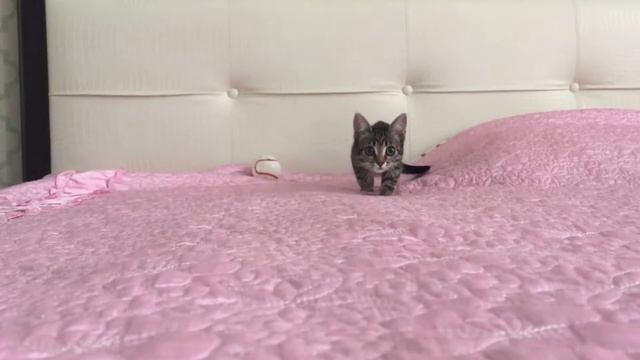 Kitten being dramatic ? | Kitten attack | Cat Attack | vicious predator!!! смотреть онлайн