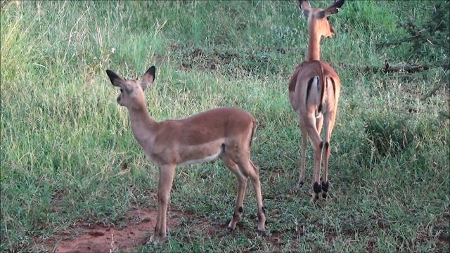 Impala African Antelope, In The Kruger National Park, South Africa