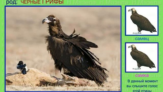 Грифы. Голоса птиц России смотреть онлайн