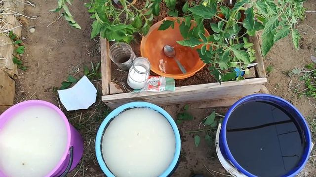 Дрожжевая подкормка в июне. смотреть онлайн