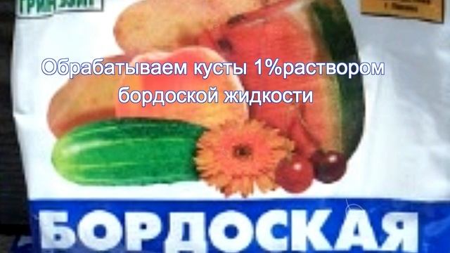 Осень. Заботимся о ягодных кустарниках смотреть онлайн