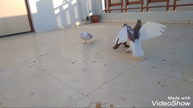 #pigeonloverrk#siraji        Siraji Pigeon Fighter & Red Fancy Pigeon Pigeon Fight