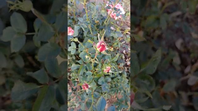 Роза Кордес Юбилей и Императрица Фарах, 87772937056 ватсап Гаусария Кунакбаева Караганда смотреть онлайн