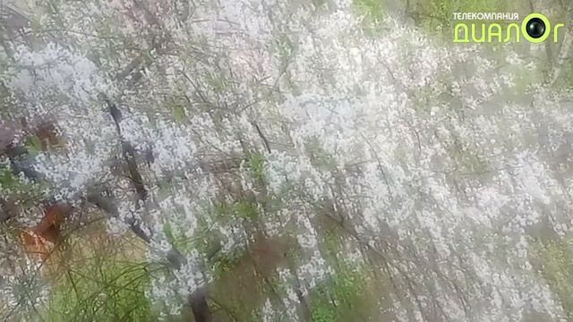 Быковские вишни, май 2021 (Видеоблог Евгения Степанова) смотреть онлайн