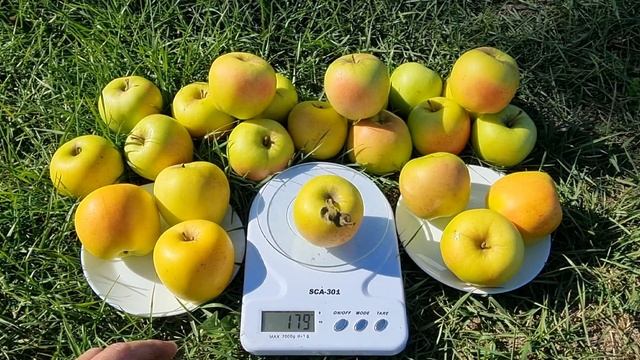 Яблоня Озарк Голд / Apple Ozark Gold смотреть онлайн