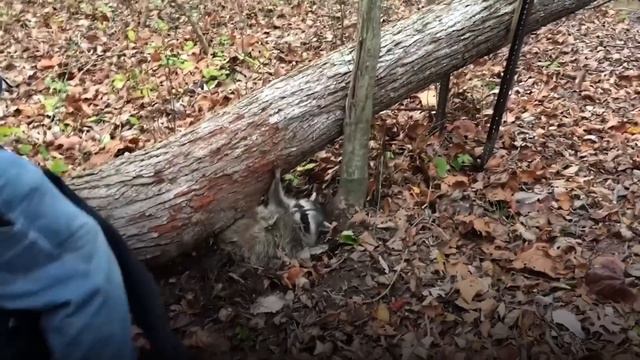Прохожие Услышали, Что Под Деревом Кто-то Копошится. Вот Это Сюрприз! смотреть онлайн