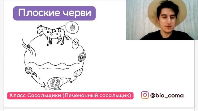 Цикл развития Печеночного сосальщика | Биология ЕГЭ Biocoma смотреть онлайн