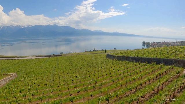 Switzerland ?? Lavaux Spring Walk, Vineyard Terraces, Magnificent Views Of The Alps And Lake Geneva