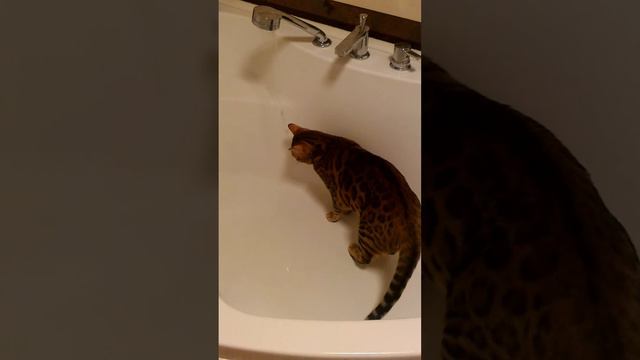 Супер кот Жорику 15 года вес 9кг бенгальский кот