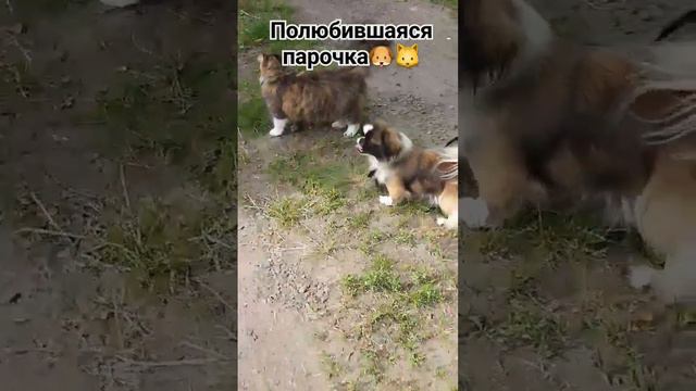 Добрый вечер ,вашему вниманию кошка Пуша и собака Мася.🤗😅#вмиреживотных #животные смотреть онлайн