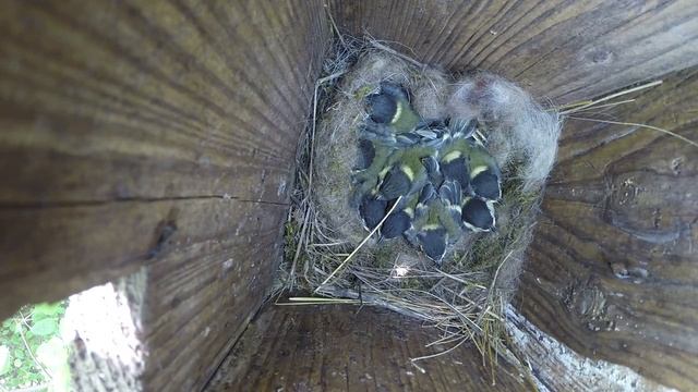 Синица большая №150603 3 скворечник в школьном саду 2015 06 05 12