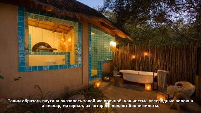 Пауки на графеновой диете плетут сети, способные выдержать вес человека смотреть онлайн