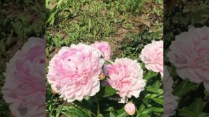 Пион травянистый  Миртл Джентли (Myrtle Gentry)