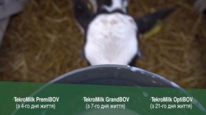Чем Кормить Телят для БЫСТРОГО РОСТА Сухое Молоко для Телят ЗЦМ