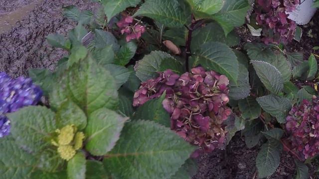 #TreeTipTuesday - Hydrangea macrophylla 'BloomStruck" смотреть онлайн