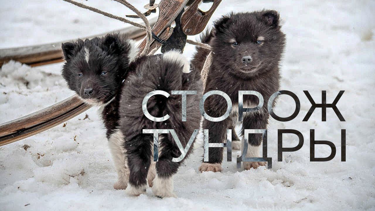 Ненецкие лайки - охотники, пастухи, сторожа и даже няньки. Оленегонный шпиц. История породы | Факты смотреть онлайн