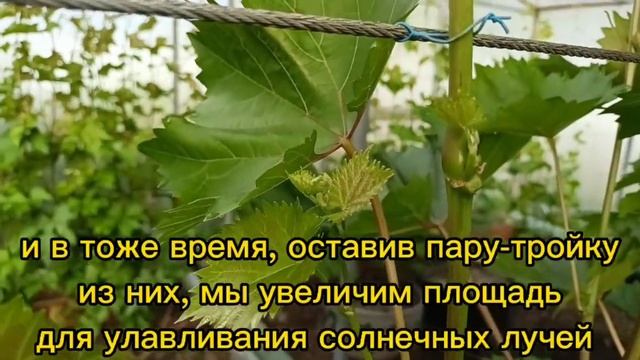 ПАСЫНКОВАНИЕ ВИНОГРАДА смотреть онлайн