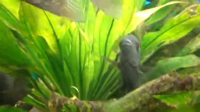 Heros Notatus Santarem смотреть онлайн