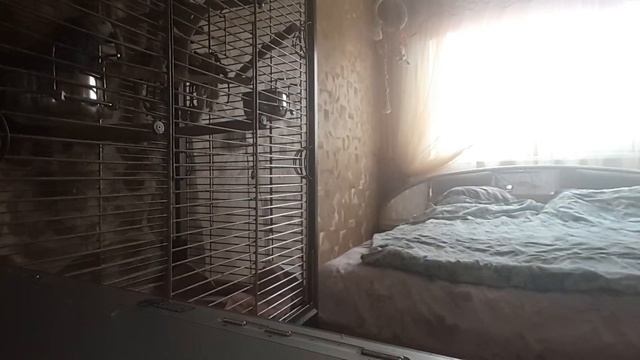 Попугай Лори разговаривает. смотреть онлайн