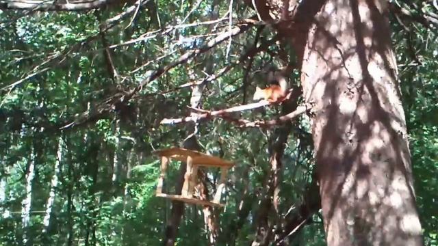 Белка грызет орешки смотреть онлайн