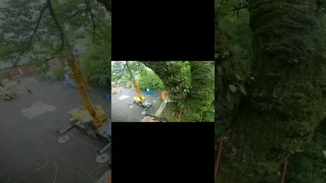 Stihl 500i Crane pick #stihl500i #stihl #treework #crane #edit #music #lunchtime #arborist #tree смотреть онлайн