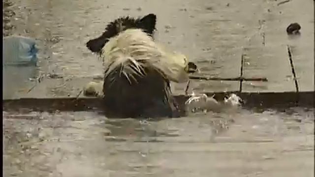 Собака тонет смотреть онлайн
