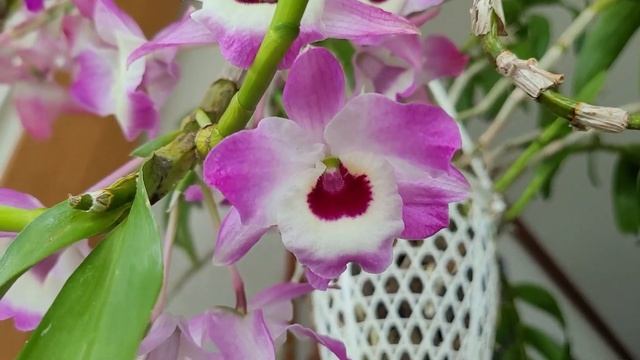 Dendrobium Nobile гибрид...Очередной цветение. смотреть онлайн