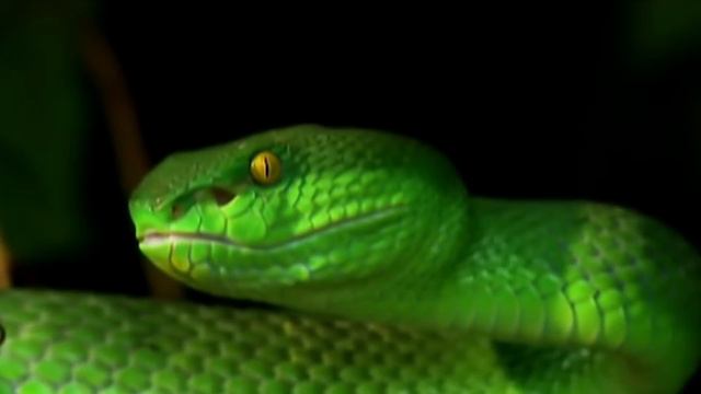 Scientist Discovered A New Animal Species смотреть онлайн