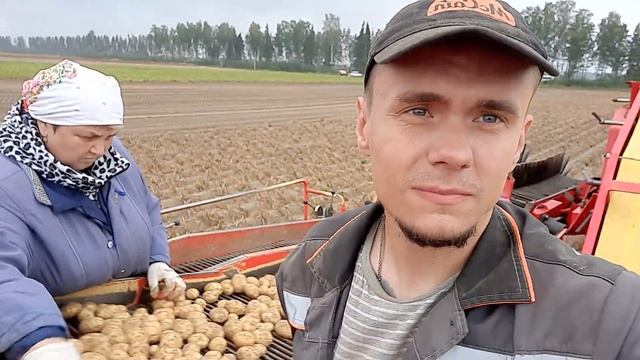 Уборочная 2022 Сорт Садон смотреть онлайн