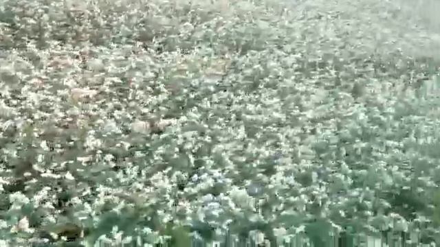 Гречка пчёлы уже собирают мёд! Новый урожай уже готов 2019 смотреть онлайн