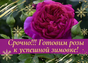 Срочно! Готовим розы к успешной зимовке.