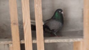 Голуби Зелененко та свої виводні у Миколи 1