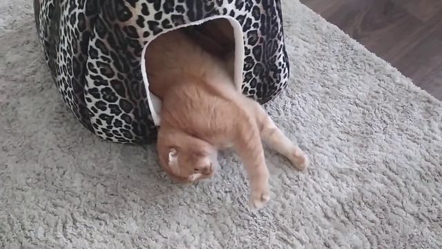 Шотландский кот Симба смотреть онлайн