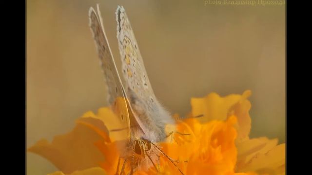 Голубянка Аманда, или Голубянка милая Polyommatus (Agrodiaetus) смотреть онлайн