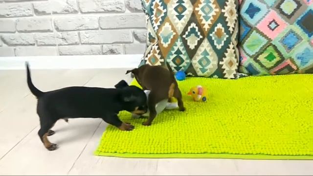 Той-терьер, Rusdian toy, собаки породы той терьер смотреть онлайн