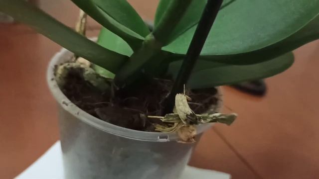 Орхидея Фаленопсис Мультифлора. Почему вернулась в Леруа Мерлен и что ещё купила? смотреть онлайн