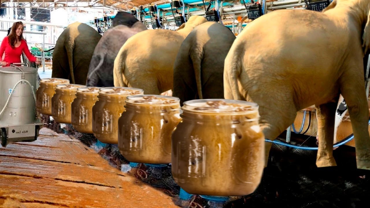 Как с Помощью Слонов Делают Самый Дорогой Кофе в Мире? смотреть онлайн