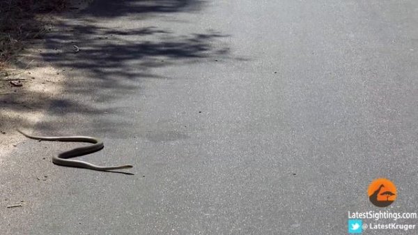 This Black Mamba Snake Can't Slither!