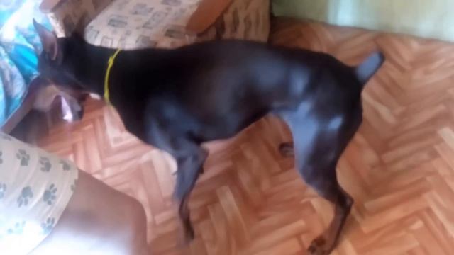 ТАНЕЦ ПЬЯНОГО БАРАНА смотреть онлайн