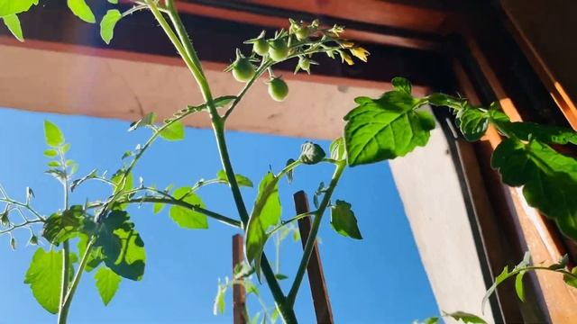 Влог. Выращиваю помидоры на подоконнике. Помидоры начали краснеть ? смотреть онлайн