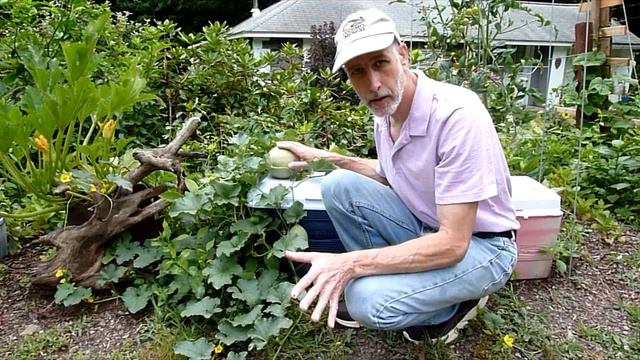 Hydroponic Cantaloupe In A Cooler  Update