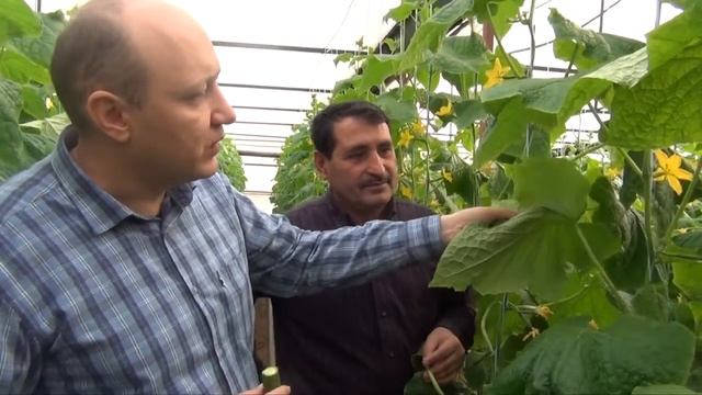 Уход за огурцами в плодовой период 22-01-2018 смотреть онлайн