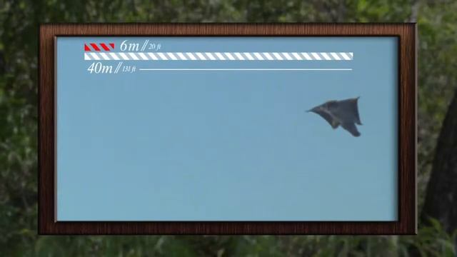 Wild Territory Episode 5 - Ace the Clumsy Sugar Glider смотреть онлайн