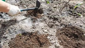 Высадка рассады ЦВЕТНОЙ КАПУСТЫ в грунт