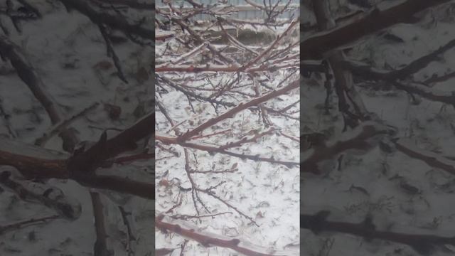 Вот что случилось у меня в деревне сегодня ночью смотреть онлайн