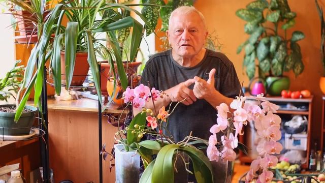 Распопов, в 6 утра, как ежик в тумане, о смородине и ее секретах. смотреть онлайн